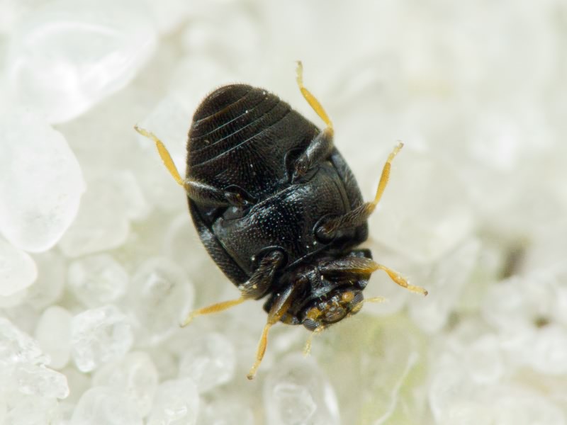 Stethorus punctillum Weise, 1891